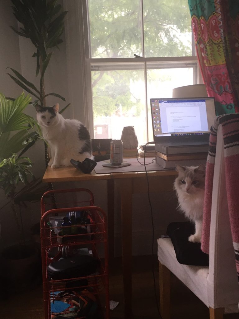 My work station and two of my cats